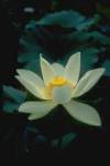 lotus ( tdlo )