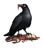 Corvus