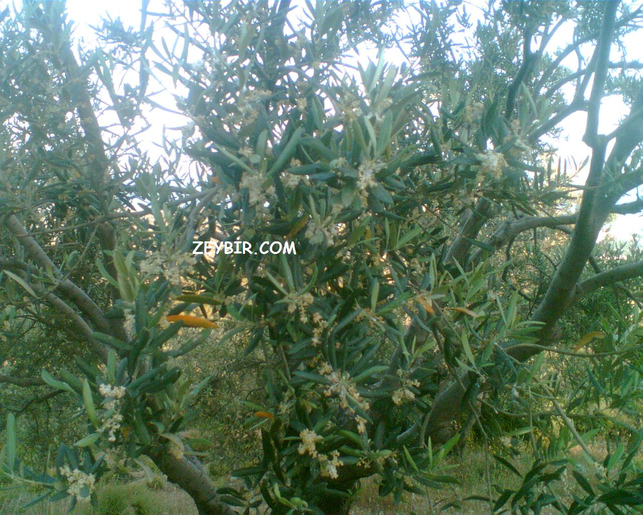 Zeytin iei