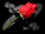 red rose