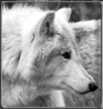 White Wolf