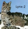 Lynx-2