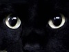 chat noir