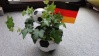 Meine Fußball Pflanzen DEUTSCHLAND gogo vor noch ein tor ^^