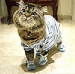 The Cat's Pajamas