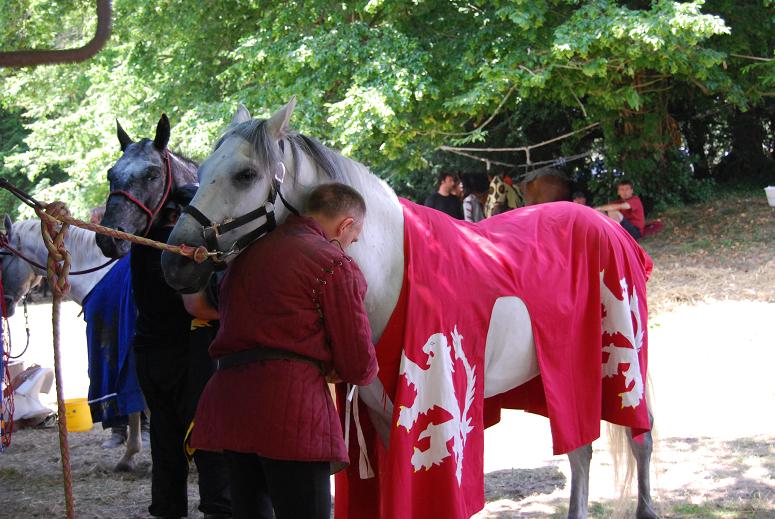 Préparation des chevaux  avant  l'entrée en Lice