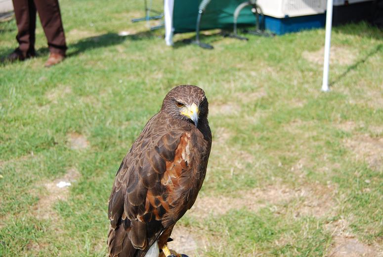 Rapace de Christian Dubuisson