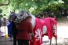 Préparation des chevaux  avant  l'entrée en Lice