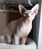 Isis Sphynx