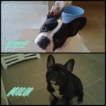 milu y duke