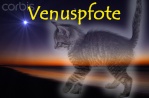 Venuspfote