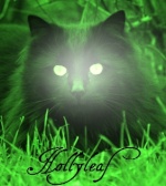 Hollyleaf