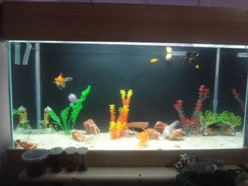 Meu Aquario Lindo