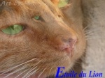 Etoile de Lion