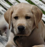 Labrador