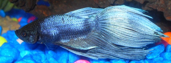 Betta Nadando