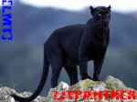 LiTPantheR