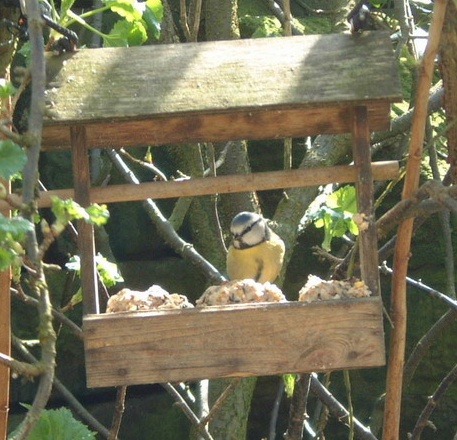 blue tit feeding