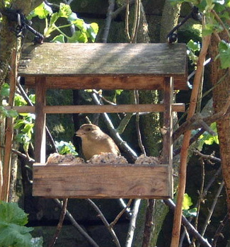 finch feeding