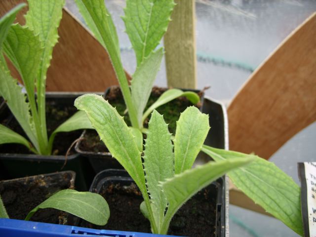 Globe Artichokes from IET incubator