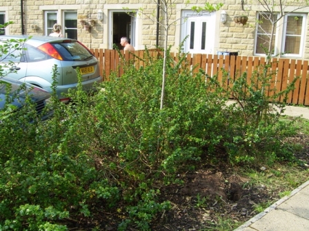 Bed Full of Shrubs