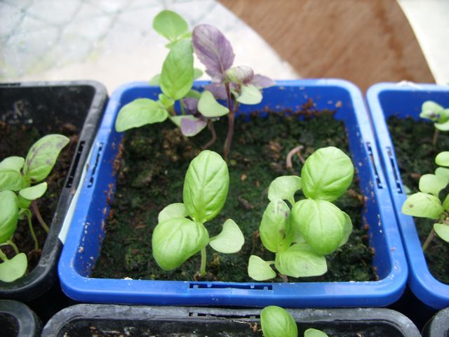 Mixed Basil from IET incubator