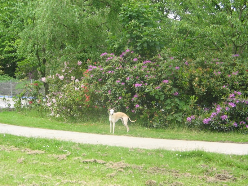 whippet in the park