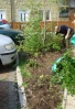 Hard at work digging out the roots carefully for replanting