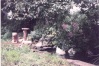 My pond and pet ducks, from when we lived in Cornwall. Pre digital photo, not very good.