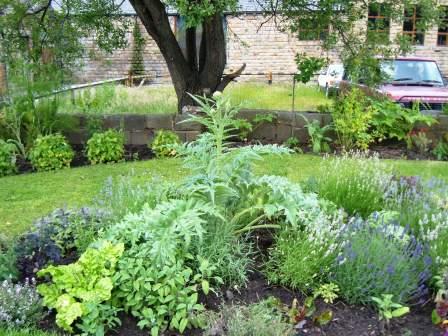 Artichokes