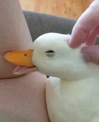 Duck23