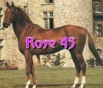 Rose45