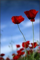 coquelicot