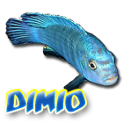 dimio