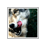 Wolf18