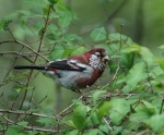 carpodacus var