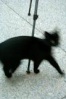 wa kucing hitam laaa