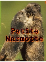 Petitemarmotte