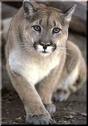 Cougar