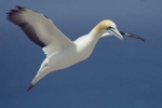 AL Gannet