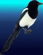 magpie