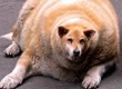 fat dog