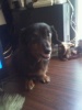 This my little girl she is a toy Daushund  about 8.5 years old and she is spoiled rotten for sure