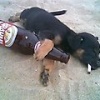 drinking dog