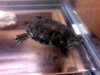 sandyasan's turtle named Touche