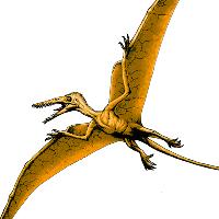 Rhamphorhynchus