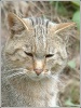 Foto aufgenommen von Kirauni und für Warrior-cats.forumieren.com zur Verfügung gestellt. Dieses Foto darf nicht ohne ihre Erlaubnis außerhalb dieses Forums verwendet werden.