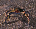 mudcrab