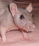 Rat