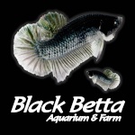 Black.Betta